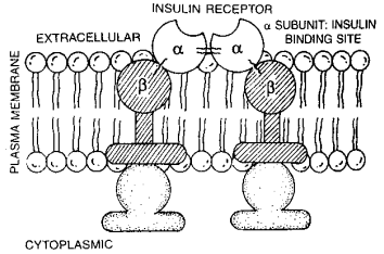 316_hormonal action by extracellular receptor.png